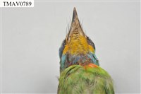 五色鳥藏品圖，第10張